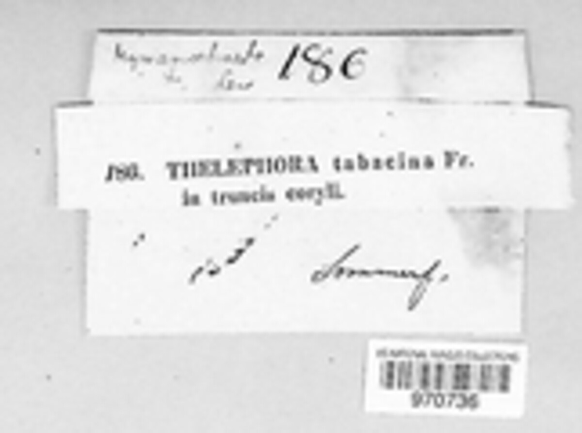 Hydnoporia tabacina image